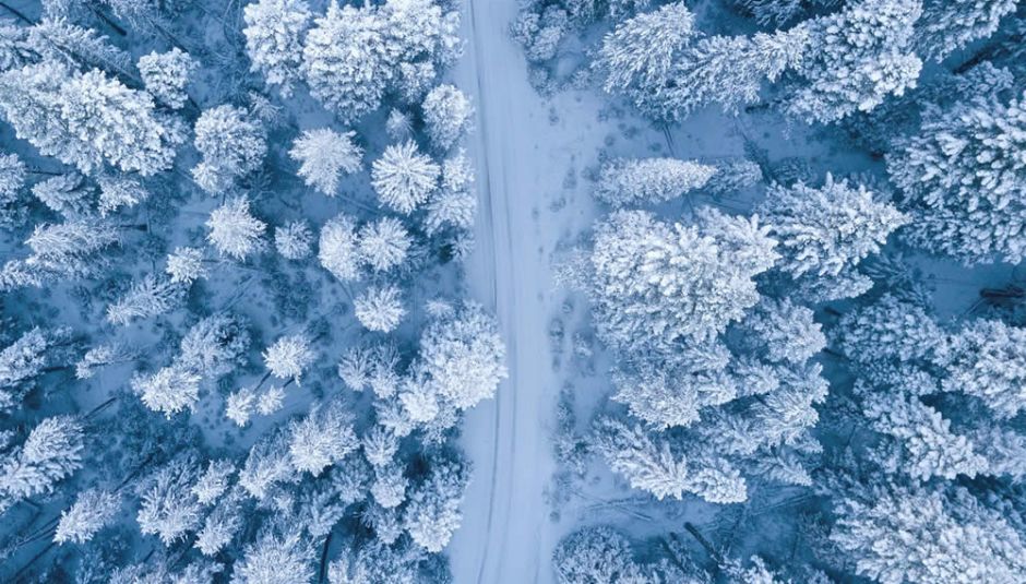 Snow Tree Tops